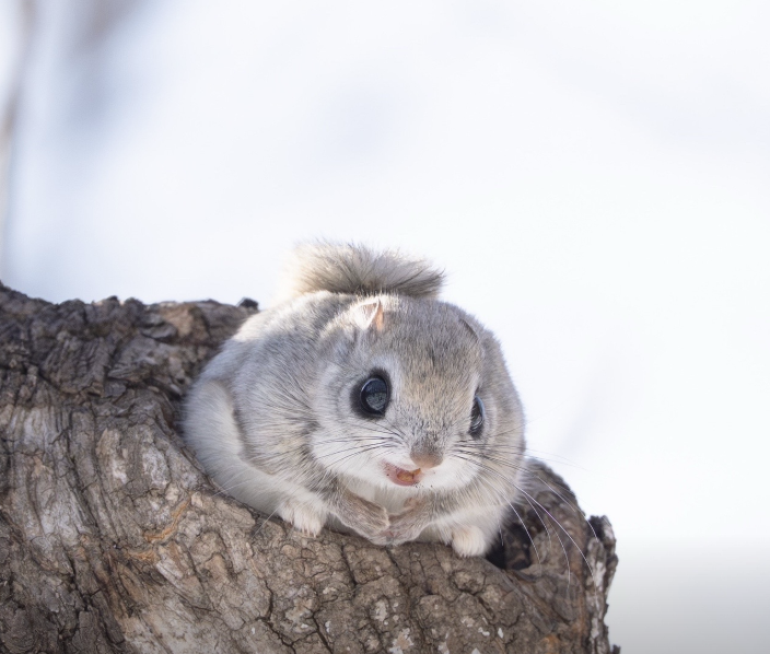 momonga