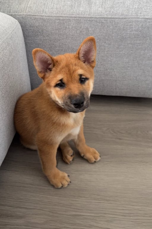 LEO