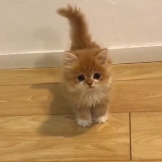 PO