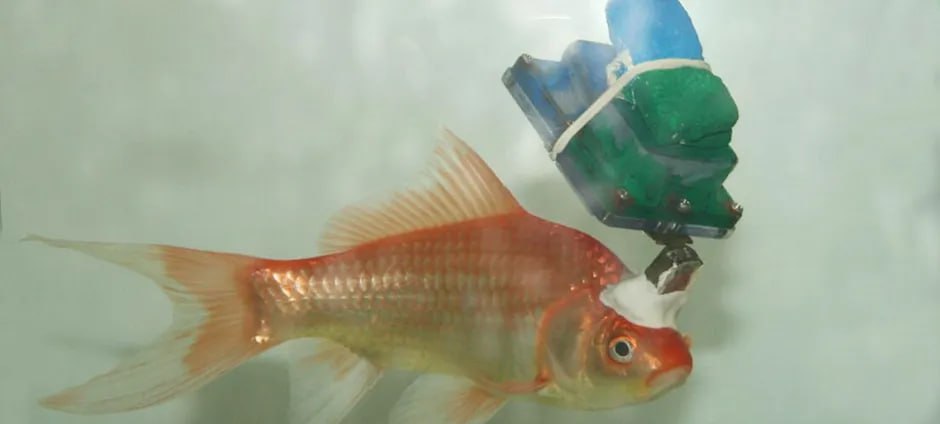 CyborgFish