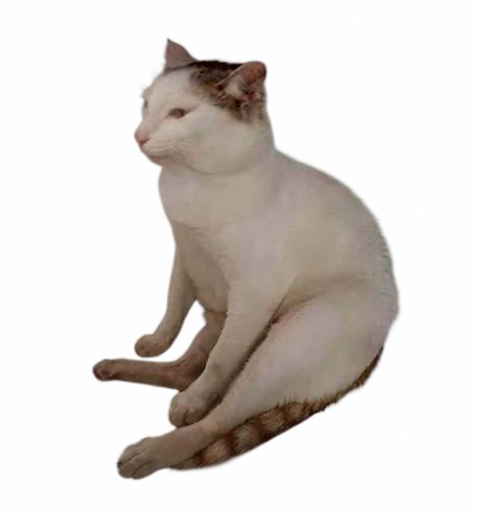 chooms