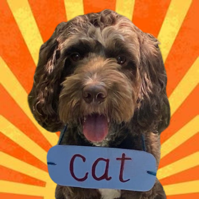 CatDogo