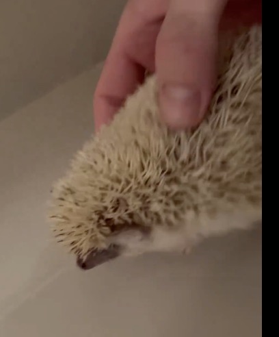 SNOWBALL