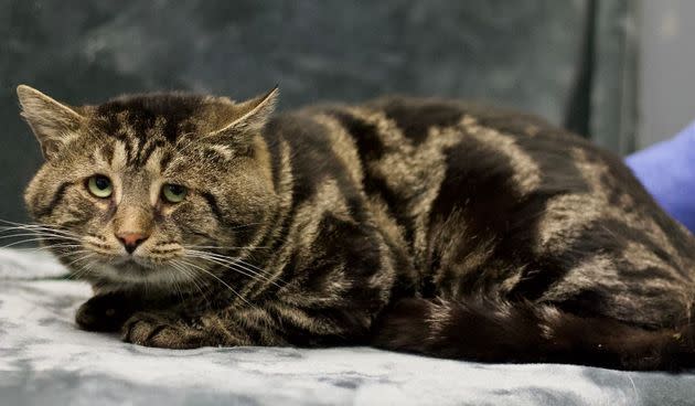 SADCAT
