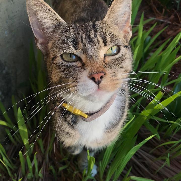 mittens