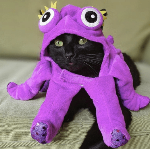 Cattopus