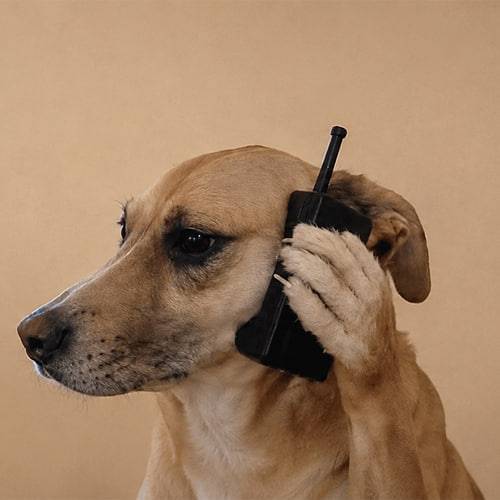 dogphone