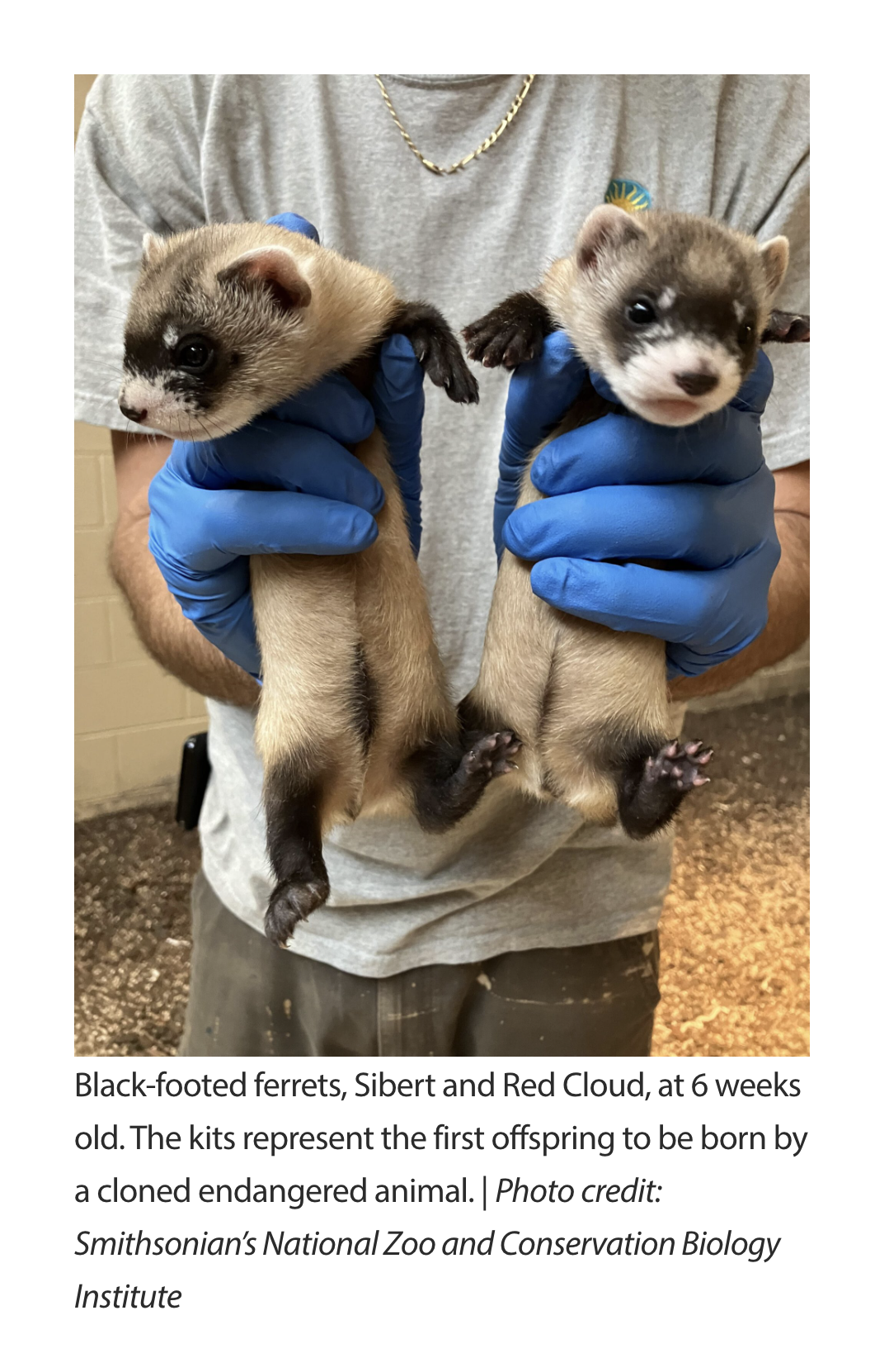 FERRETS