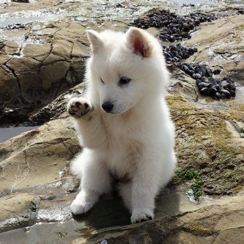 Sup