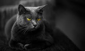 dcat