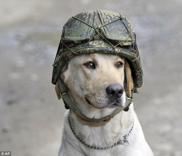 WARDOG