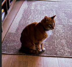 HOBBES