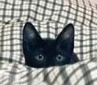 lolcat