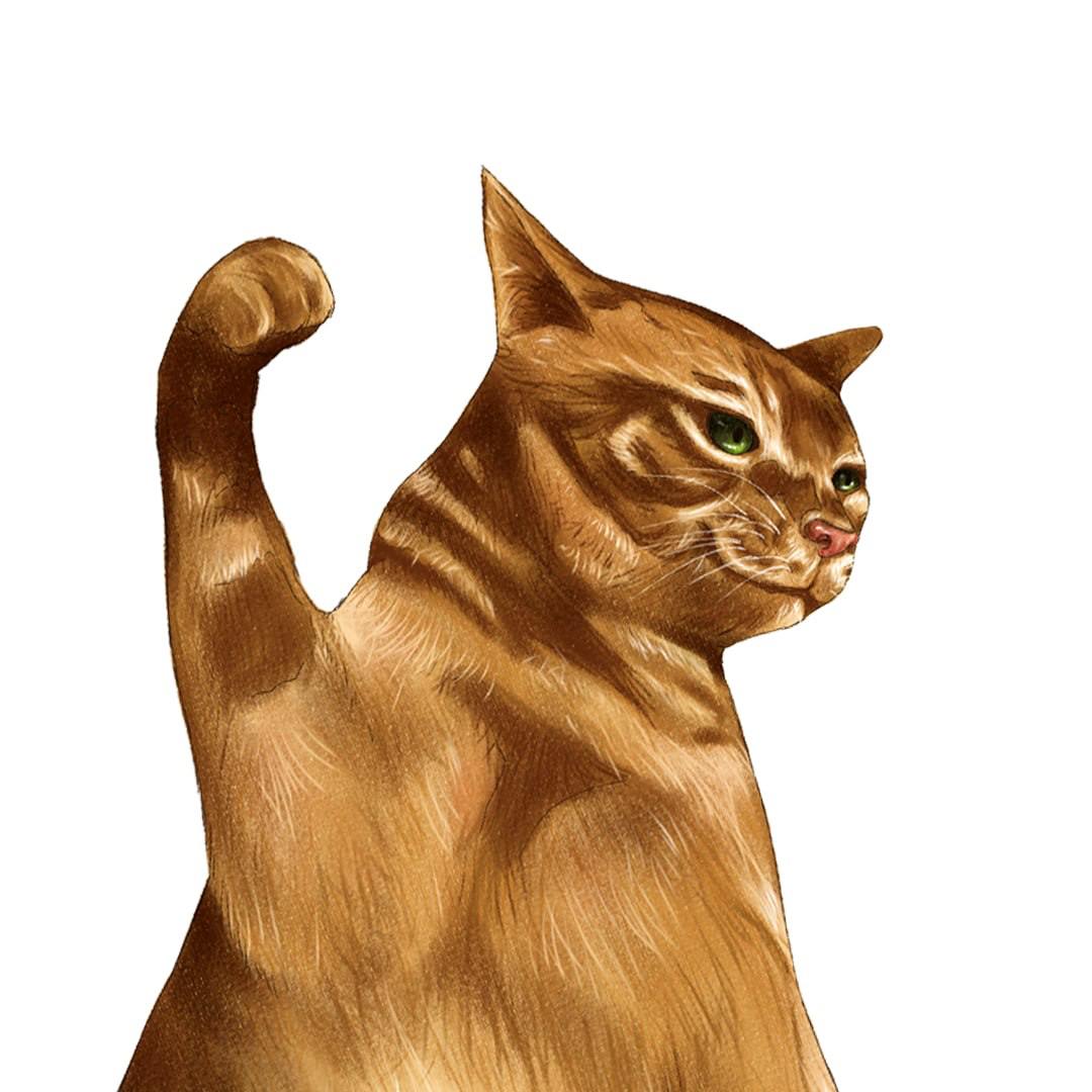 TAPCAT