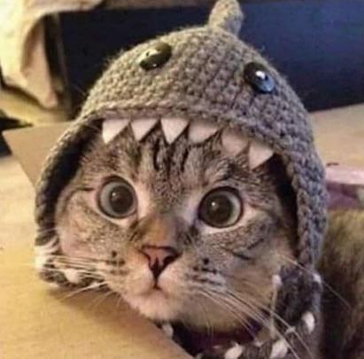 SharkCAT