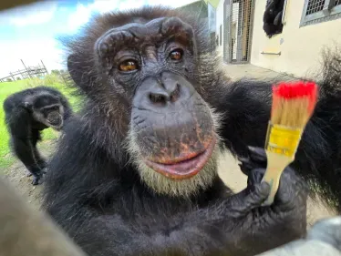 Tonka the Chimp logo