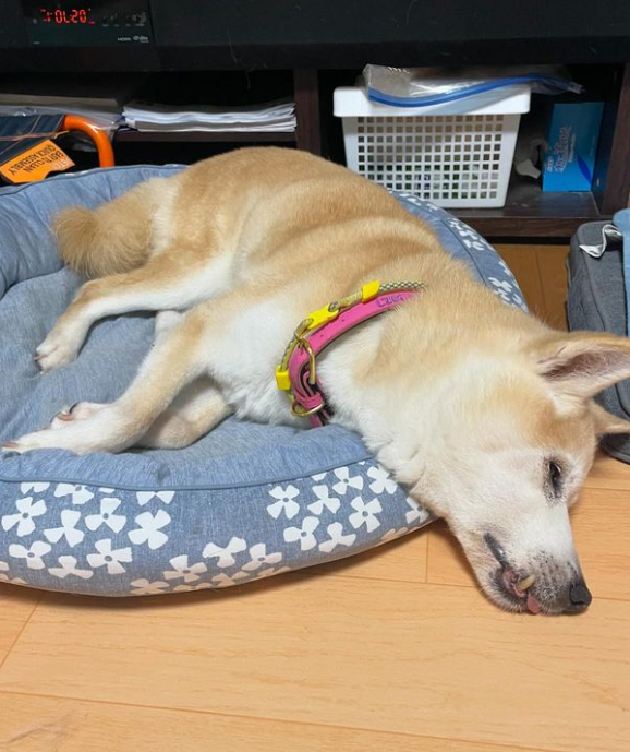WAKO