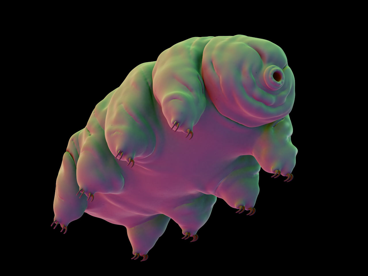 Tardigrade