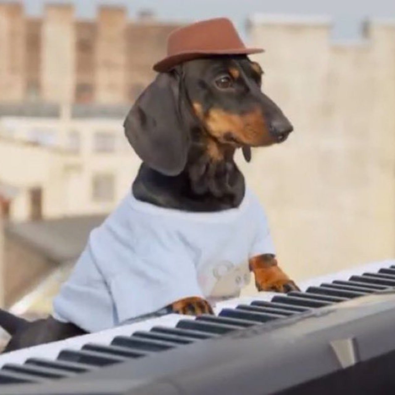 DJDog