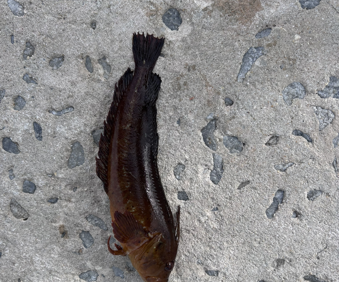 FISH