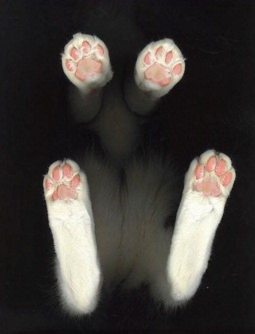 meow