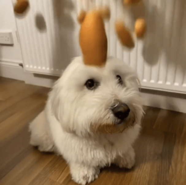 EGGDOG