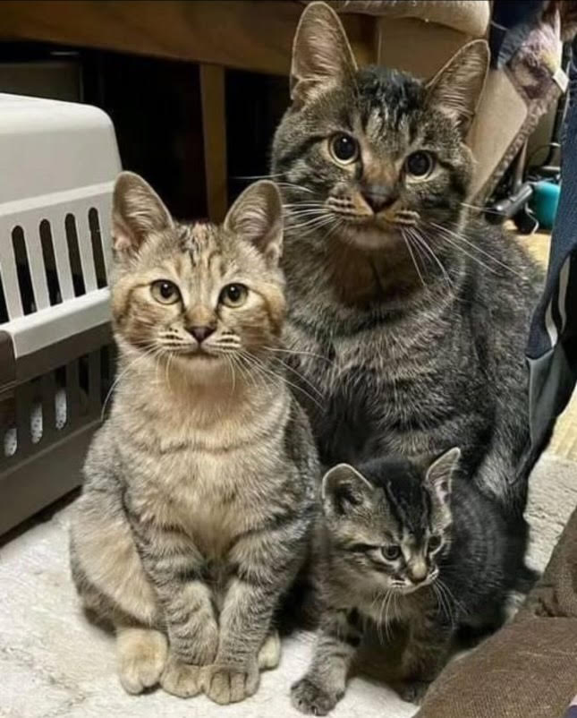CATFAM