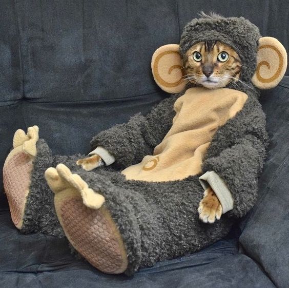 MONCAT