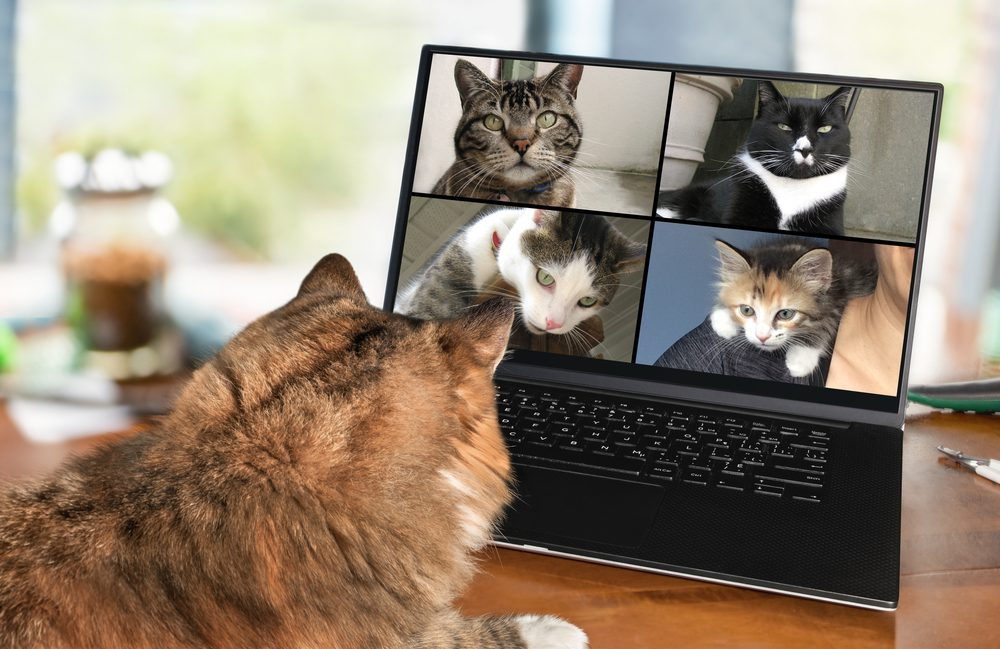 ZCAT