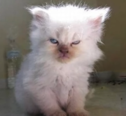 POCAT