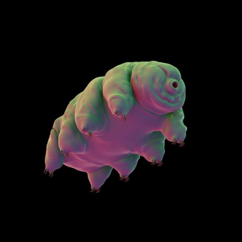 Tardigrade