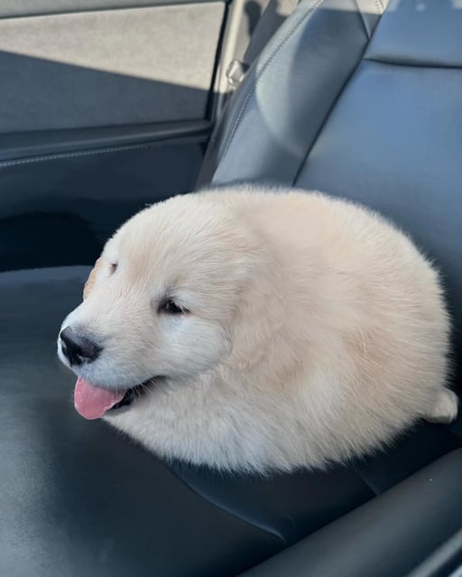 BALLDOG