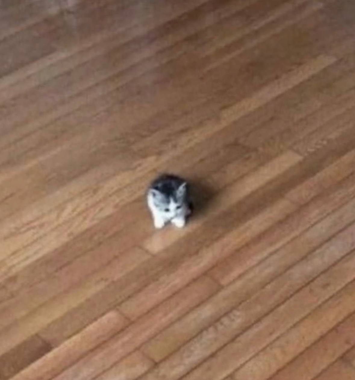 SMOL