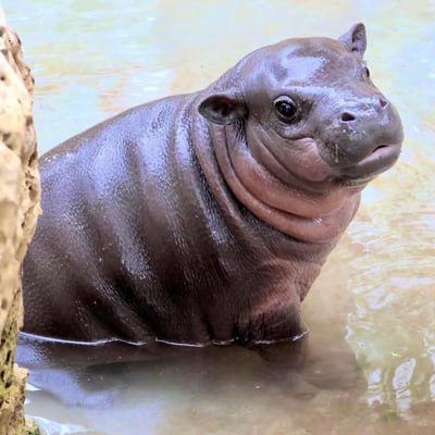 Jellybean