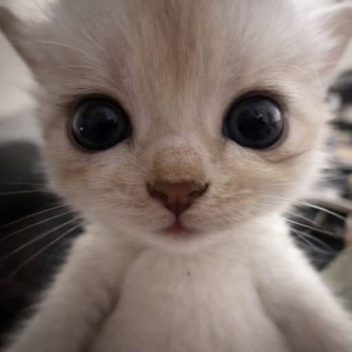 mimi