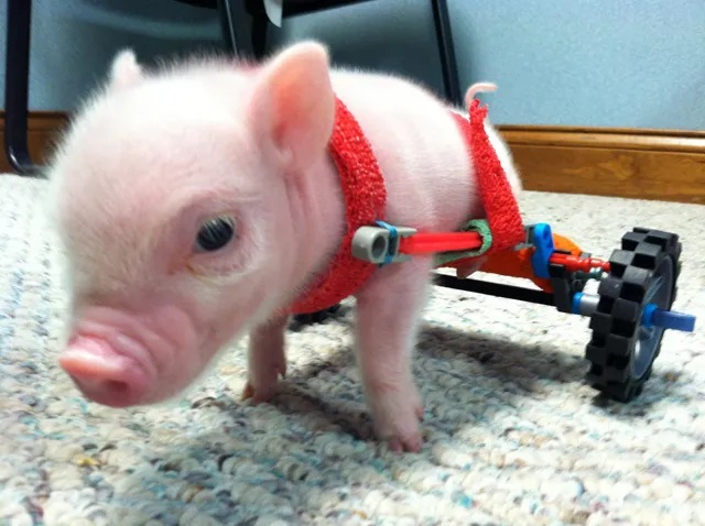 Bacon