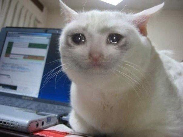 Sadcat