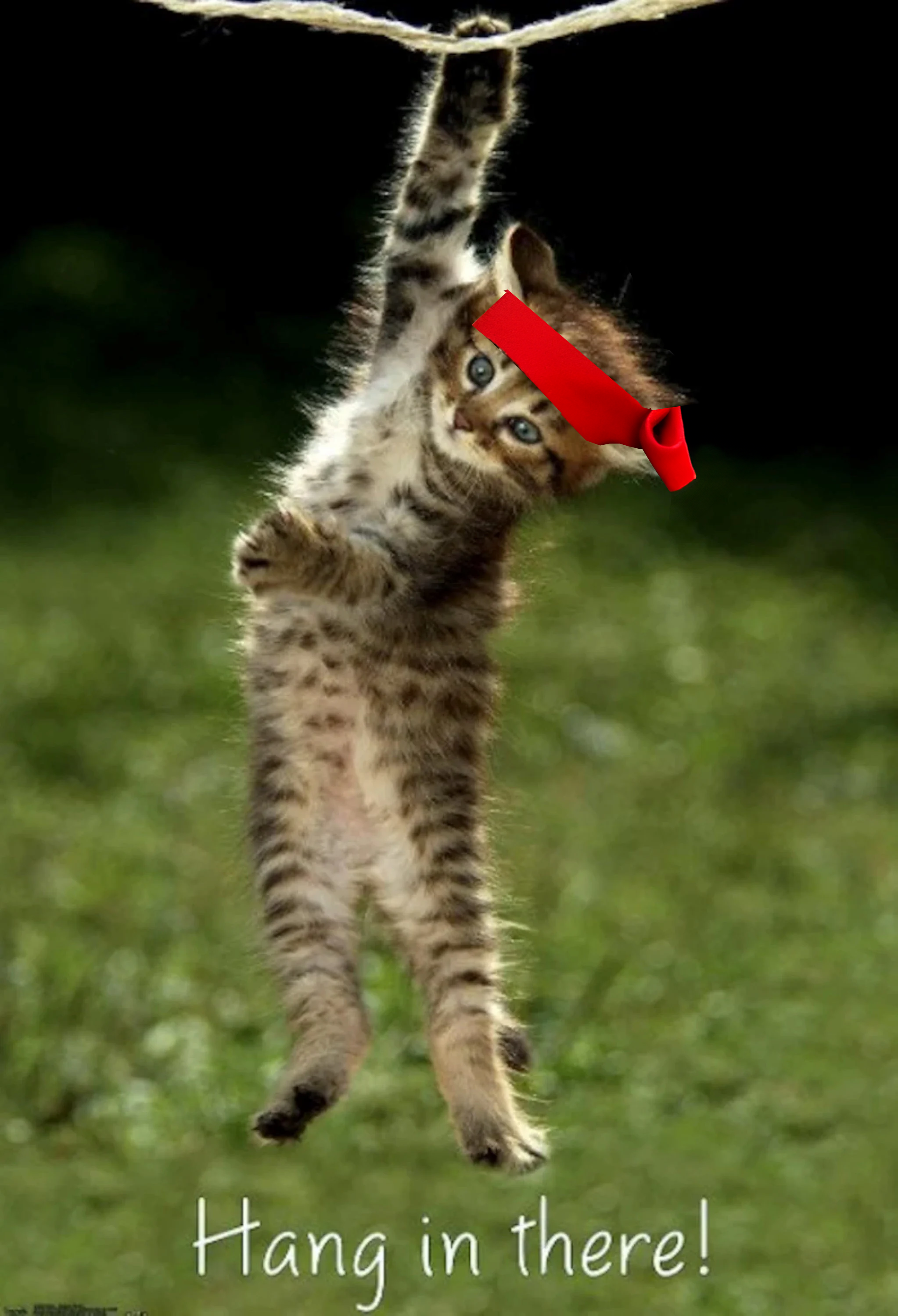 meowdl