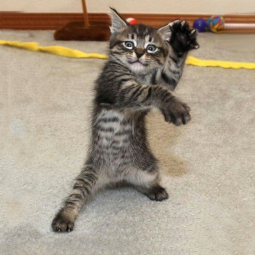 KARATECAT