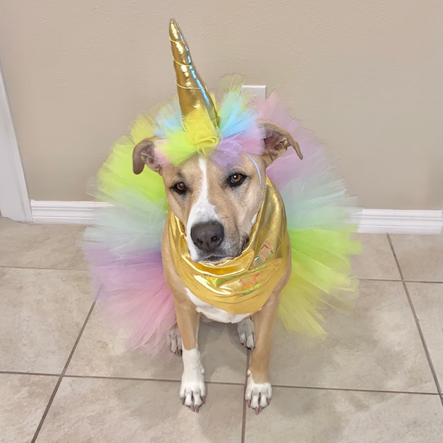 UNIDOG