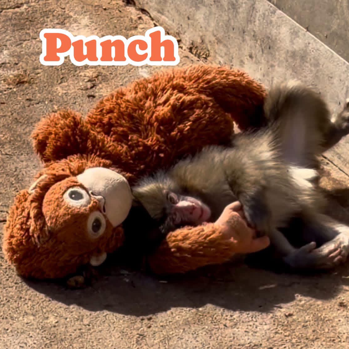 $Punch