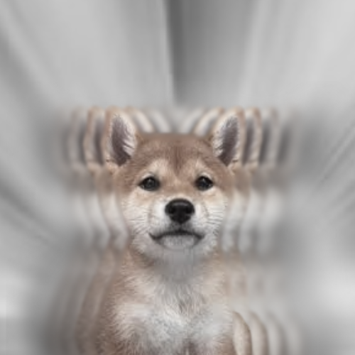 d∞g