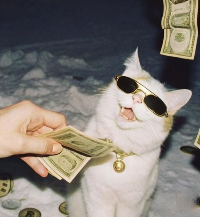 The Money Cat logo