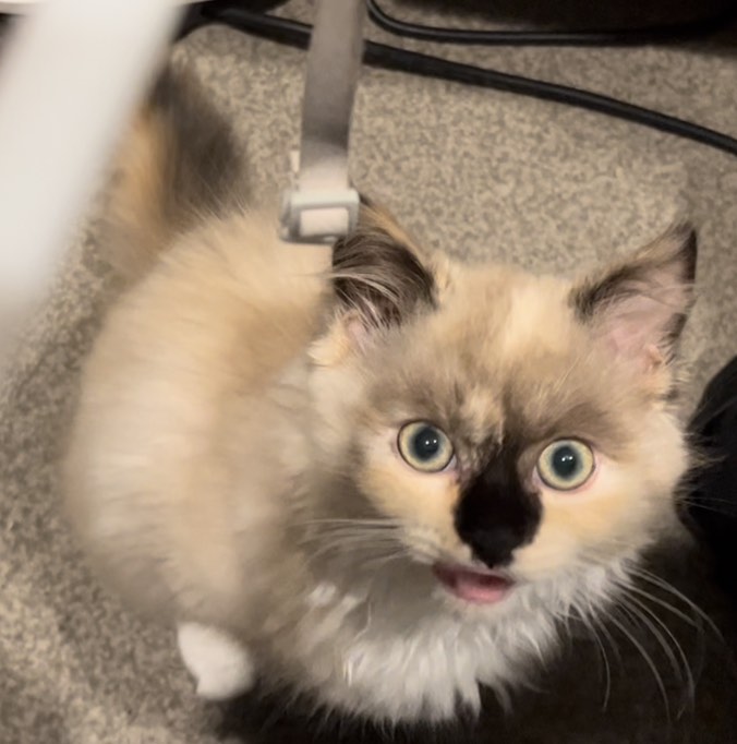 hornycat