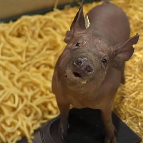 Neurapig