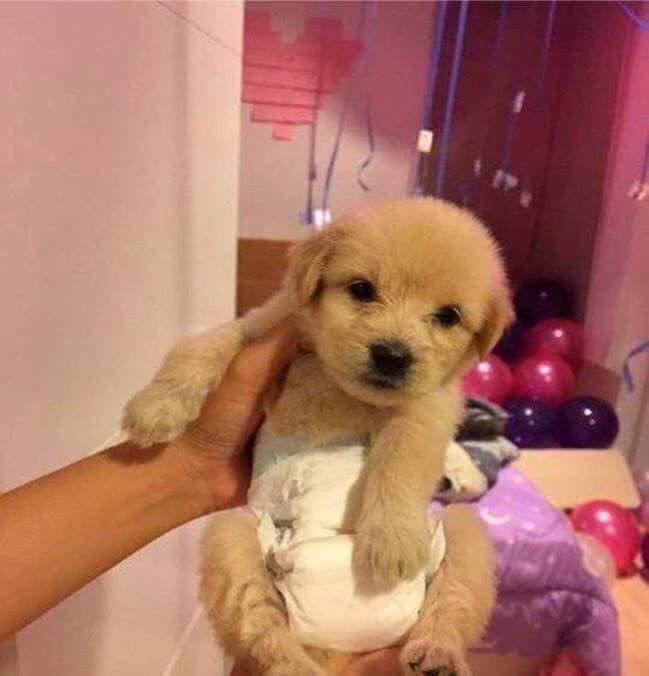 Diaper