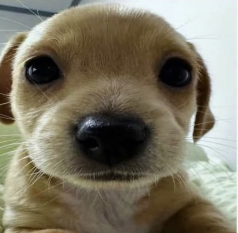 PUP200x