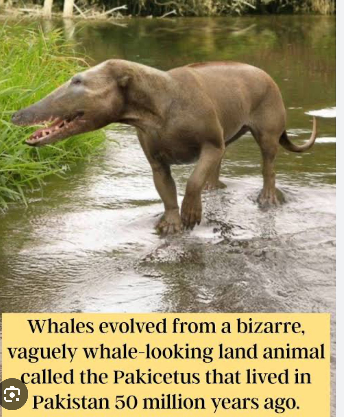 WOLFWHALE