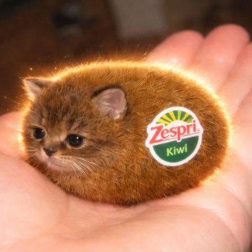 Kiwi