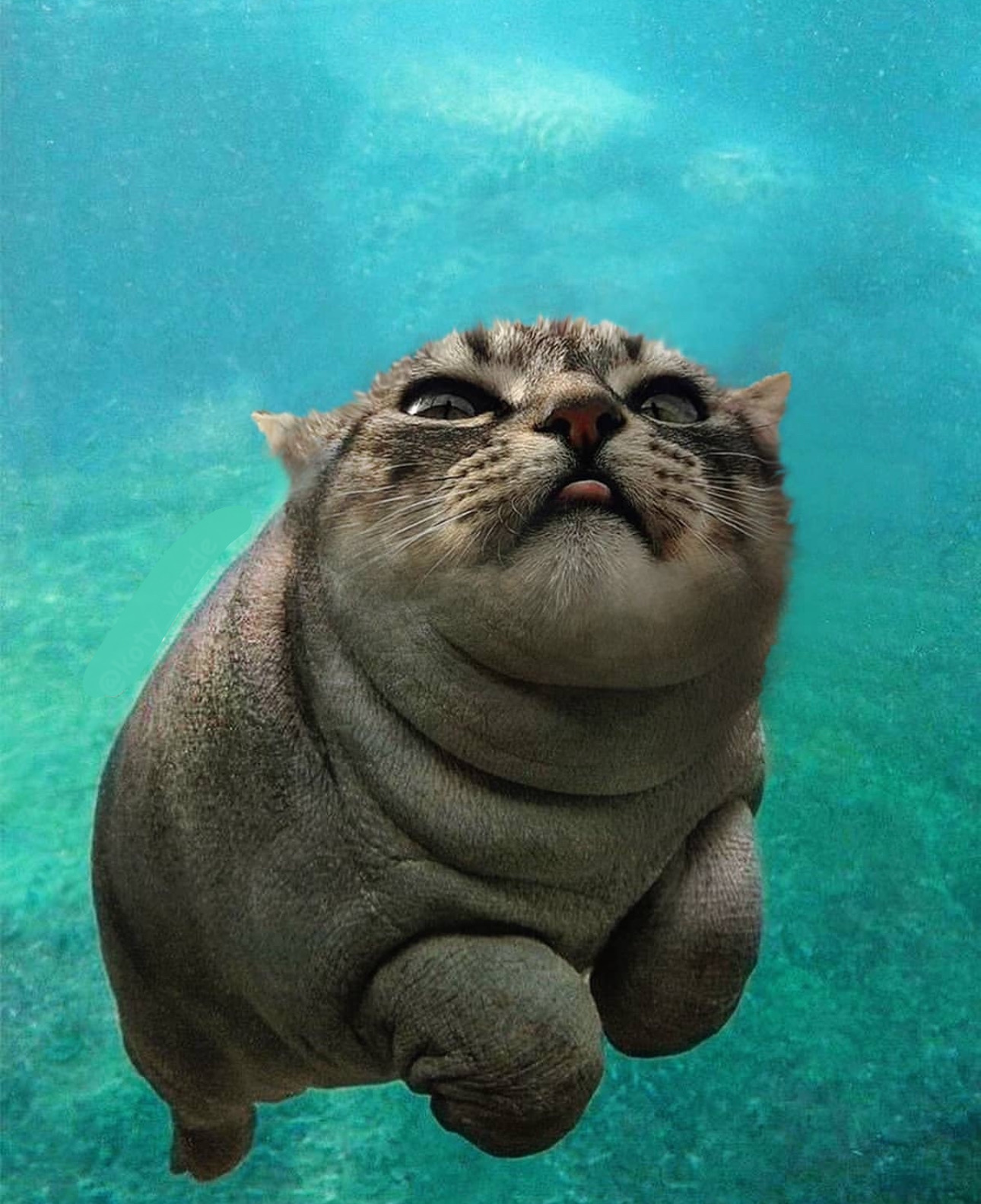 MooCAT